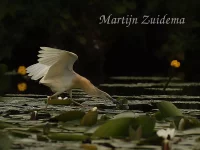 Foto: Ralreiger [Ardeola ralloides] Zouweboezem Utrecht (16jun2024)